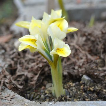 Iris reticulata North Star - Iris réticulé