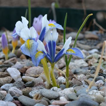 Iris reticulata Sea Breeze - Iris réticulé 