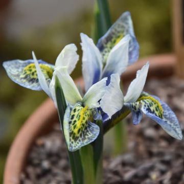 Iris reticulata Splish Splash - Iris réticulé