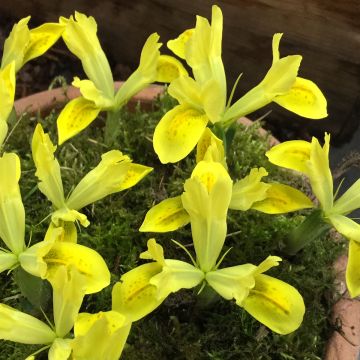 Iris reticulata Sunshine - Iris réticulé