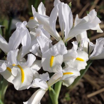 Iris reticulata White Caucasus - Iris réticulé 