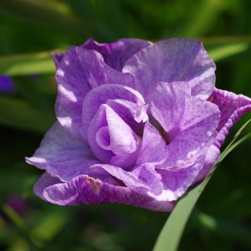 Iris sibirica Imperial Opal - Iris de Sibérie