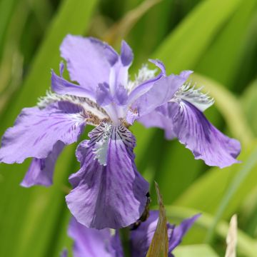 Iris tectorum - Iris des toits