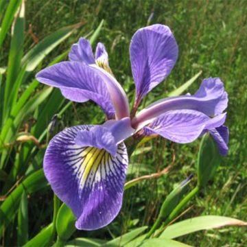 Iris versicolor Variegata