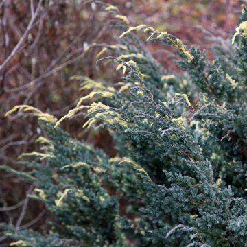 Juniperus squamata Holger - Genévrier écailleux                       