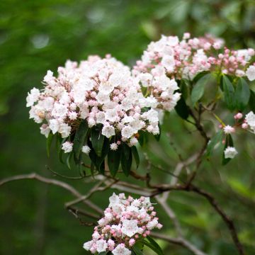 Kalmia latifolia - Laurier des montagnes rose pâle