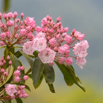 Kalmia latifolia Olympic Fire - Laurier des montagnes  rose vif et blanc