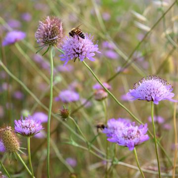 Knautia arvensis - Scabieuse des Champs