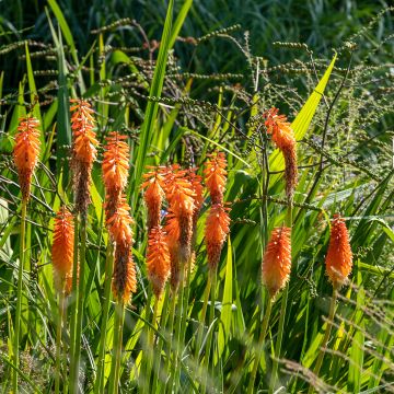 Kniphofia Alcazar - Tritoma Alcazar