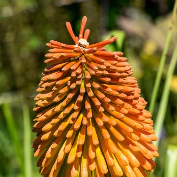 Kniphofia rooperi, Tison du diable