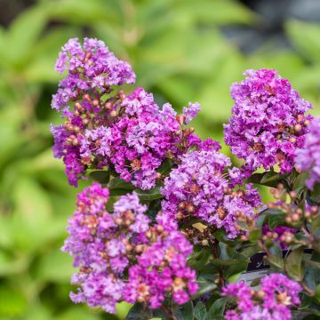 Lilas des Indes - Lagerstroemia indica Midnight Magic