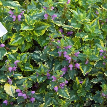 Lamium Maculatum Golden Anniversary, Lamier