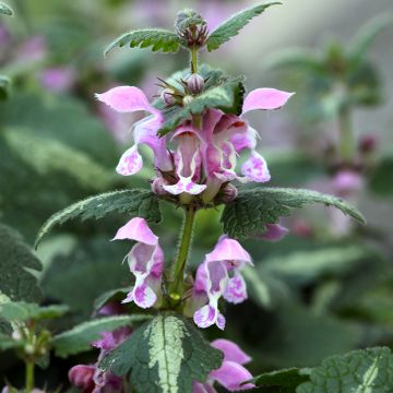 Lamium maculatum Roseum -  Lamier maculé rose