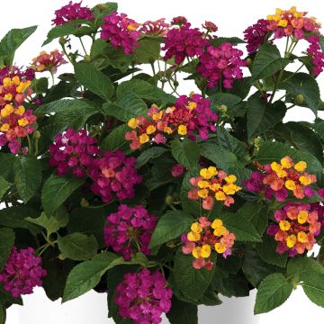 Lantana camara Simon Fabiola