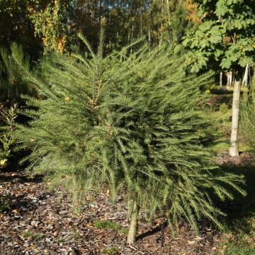 Larix decidua Little Bogle - Mélèze d'Europe nain                      