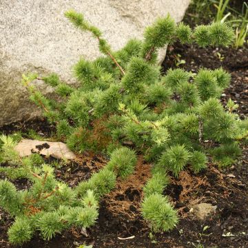 Larix decidua Little Bogle - Mélèze d'Europe nain                      