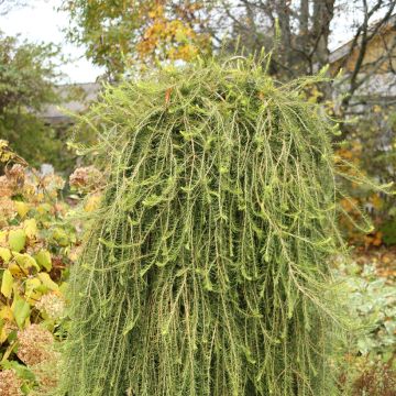 Larix decidua Puli - Mélèze d'Europe pleureur