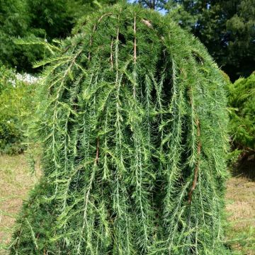 Larix kaempferi Stiff Weeping - Mélèze du Japon Stiff Weeping