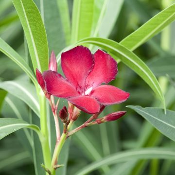 Laurier rose Jannoch - Nerium oleander