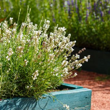 Lavandula angustifolia Hidcote White - Lavande  officinale