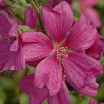 Lavatera thuringiaca Bredon Springs - Lavatère arbustive