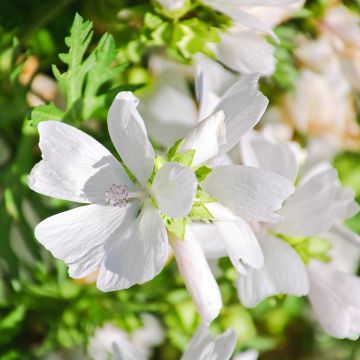 Lavatera thuringiaca First Light - Lavatère de Thuringe Firs Light