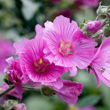 Mauve en arbre, Lavatère d'Hyères - Lavatera olbia Rosea