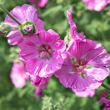 Lavatera thuringiaca Bredon Springs - Lavatère arbustive