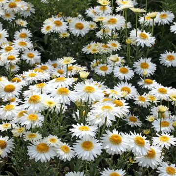 Leucanthemum superbum Real Glory - Grande Marguerite superbum Real Glory