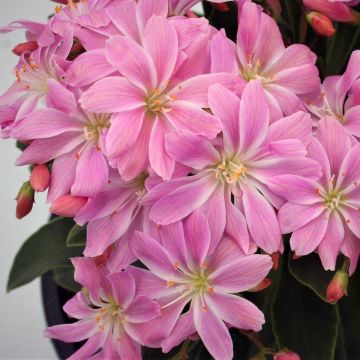 Lewisia cotyledon Elise Rose Pink