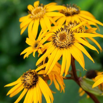 Ligulaire - Ligularia dentata Desdemona 