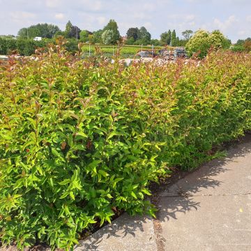 Troène de Chine - Ligustrum lucidum