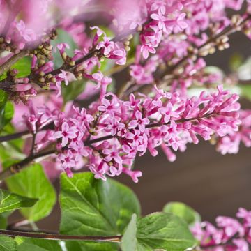 Lilas - Syringa meyeri Palibin