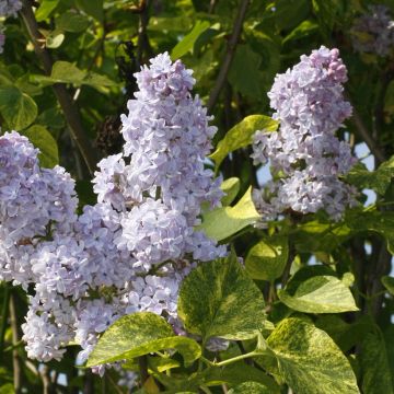 Lilas commun - Syringa vulgaris Znamya Lenina