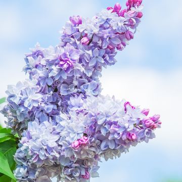 Lilas commun - Syringa vulgaris Znamya Lenina