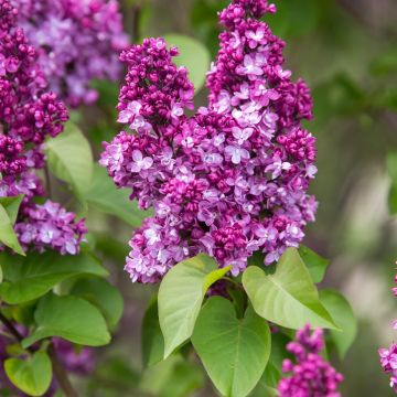 Lilas commun - Syringa vulgaris Znamya Lenina