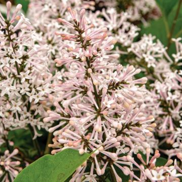 Lilas de Chine - Syringa patula Dream Cloud