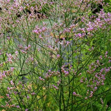 Limonium platyphyllum - latifolium - Statice vivace