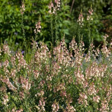 Linaria Peachy - Linaire.