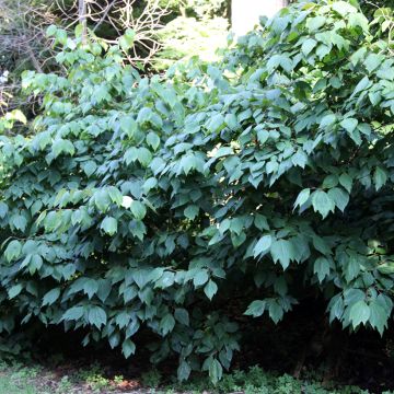 Lindera benzoin - Laurier benzoin.