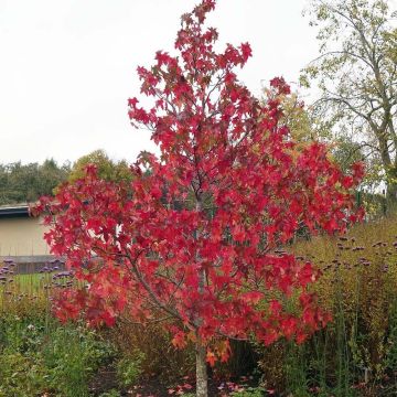 Liquidambar styraciflua Lane Roberts - Copalme d'Amérique