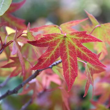 Liquidambar Styraciflua Worplesdon, Copalme - Pot de 15L