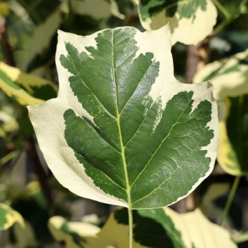 Liriodendron tulipifera Fastigiata - Tulipier de Virginie fastigié