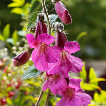 Lofos rose - Lophospermum scandens Rosea