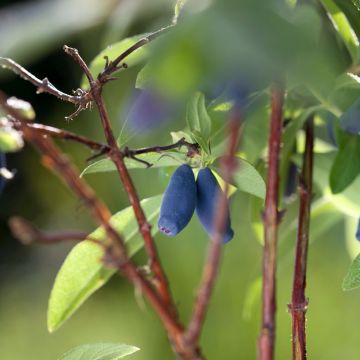 Lonicera caerulea Boreal Beauty - camérisier bleu