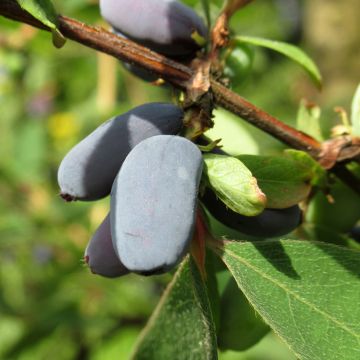 Lonicera kamtschatica Fialka - Baie de mai