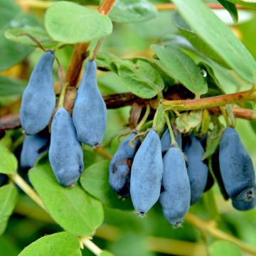 Lonicera kamtschatica Fialka - Baie de mai