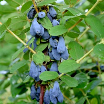 Lonicera kamtschatica Fialka - Baie de mai