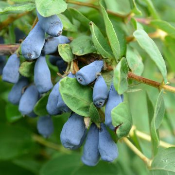 Lonicera caerulea caerulea var. kamtschatica  Zojka - Baie de mai