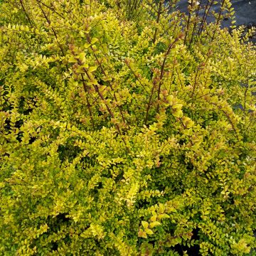 Lonicera nitida Baggesen's Gold - Chèvrefeuille arbustif